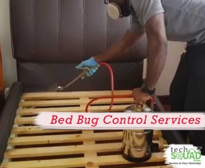Bed bug control services in Bangalore with TechSquadTeam